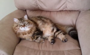 Yuri cat on armchair