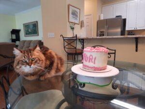 Beautiful Siberian cat Yuri with birthday cake