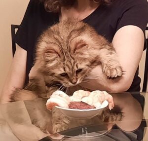 Siberian cat Yuri with bowl of shrimp at table