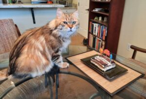 Cat Yuri at table with tiramusi birthday cake