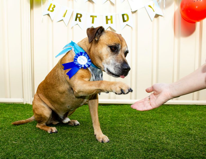 brown dog with blue ribbon raising his paw to shake hands with person's hand